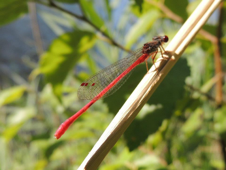 Saorma - 55253642124113470591795004179n.jpg